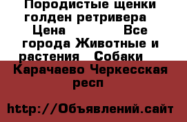 Породистые щенки голден ретривера › Цена ­ 25 000 - Все города Животные и растения » Собаки   . Карачаево-Черкесская респ.